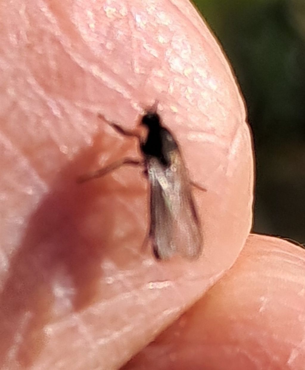 Bibionide ?